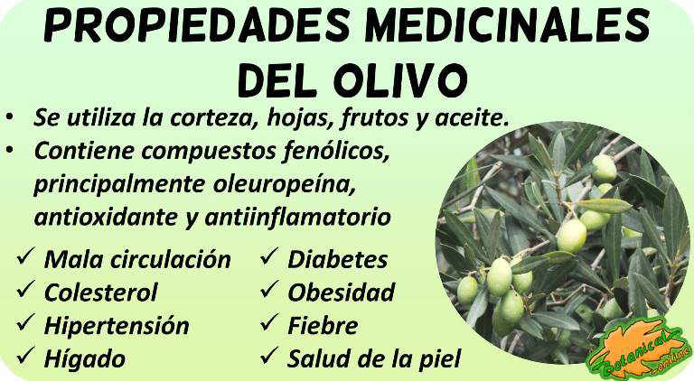 Beneficios y propiedades medicinales curativas del olivo en remedios naturales