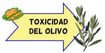 toxicidad del olivo