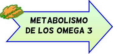 metabolismo omega 3