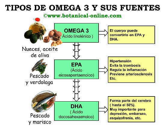 Tipos de omega 3 ALA, EPA, DHA, y sus fuentes