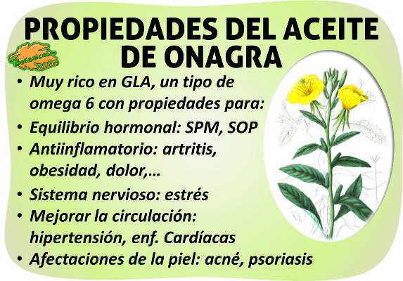 Propiedades del de onagra – Botanical-online