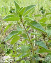 planta de oregano hojas brotes