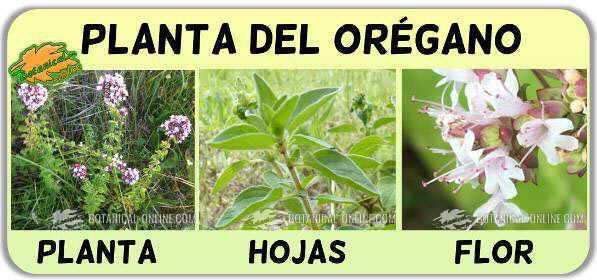 Propiedades Del Oregano Botanical Online