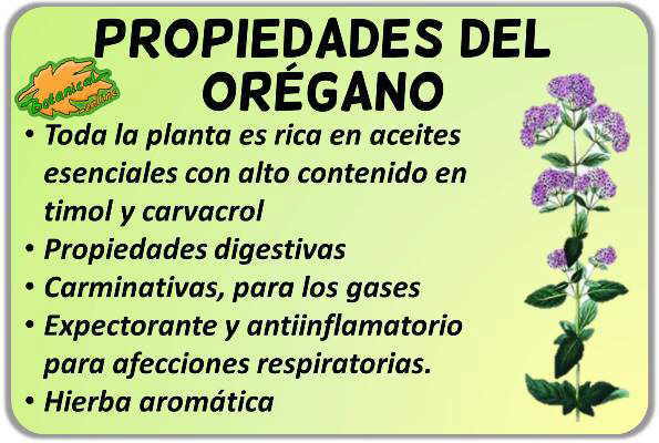 Propiedades Del Oregano Botanical Online