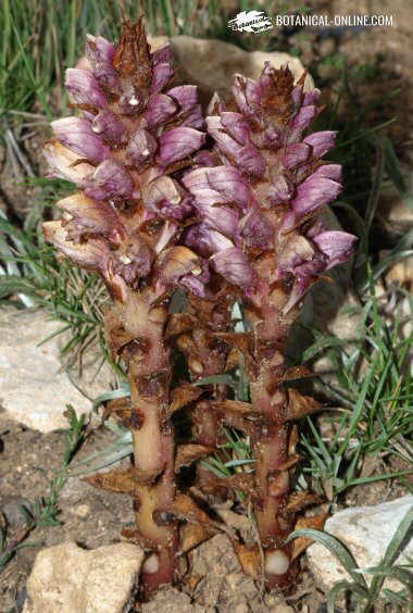 Orobanche variegata