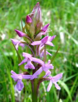 orquidea pirineos rosa