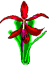 flor cigomorfa