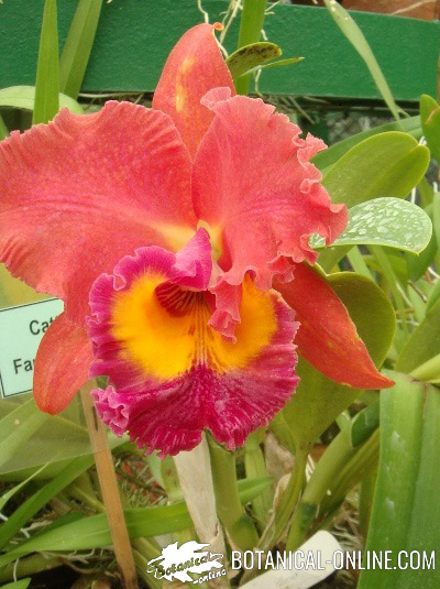 cattleya hybrid