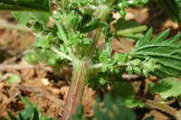 Urtica dioica