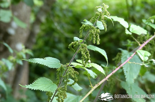 Propiedades Y Aplicaciones Medicinales De Las Ortigas Botanical