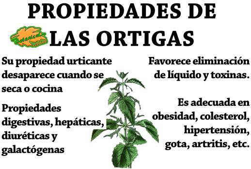 propiedades de las ortigas y beneficios