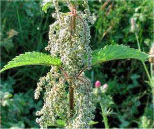 NETTLE