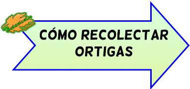 como recolectar ortigas