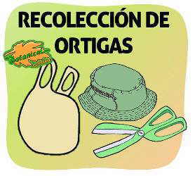 como recoger recolectar cosechar ortigas