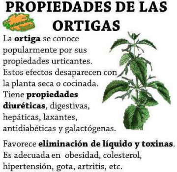 Propiedades de la ortiga, planta medicinal