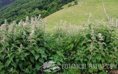 ortigas silvestres en la montaña con flor