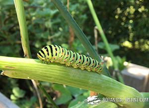 Oruga de mariposa macaón