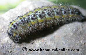 Larva mariposa col