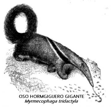 Oso hormiguero gigante