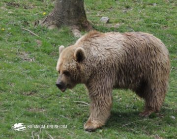 oso pardo