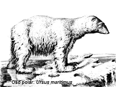 oso polar