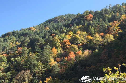 bosque gisclareny