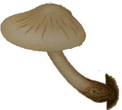 Oudemansiella mucida