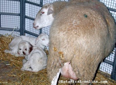 oveja-madre-crias
