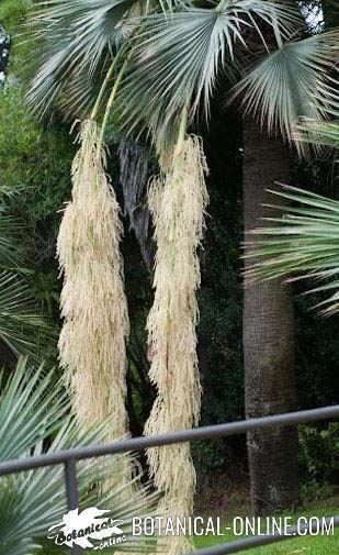 palmera flores