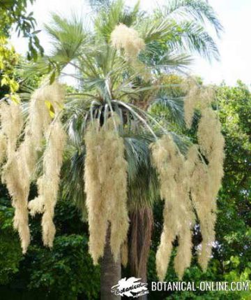 palmera en floracion