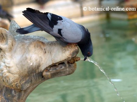  pigeon fountain
