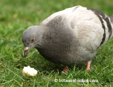 paloma comiendo