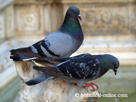 Palomas urbanas