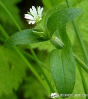 stellaria