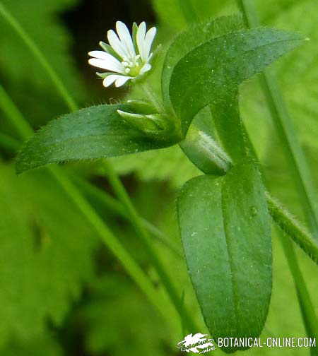 stellaria media pamplina