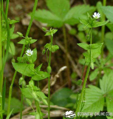 stellaria media pamplina