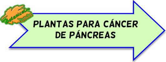 plantas medicinales para cancer de pancreas