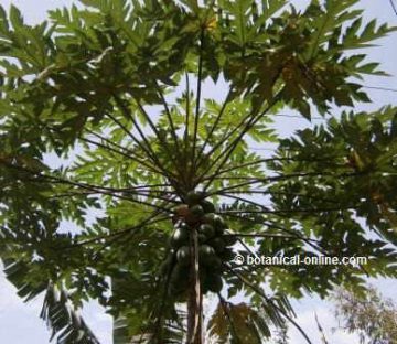 Planta de la papaya, el papayo