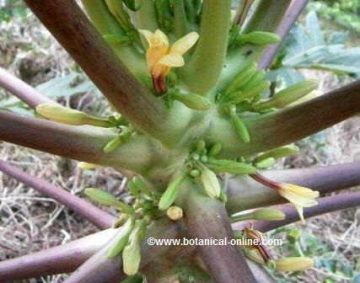 Flores de la papaya