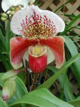 orquidea