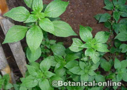 parietaria planta medicinal
