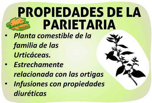 propiedades verbena officinalis planta medicinal