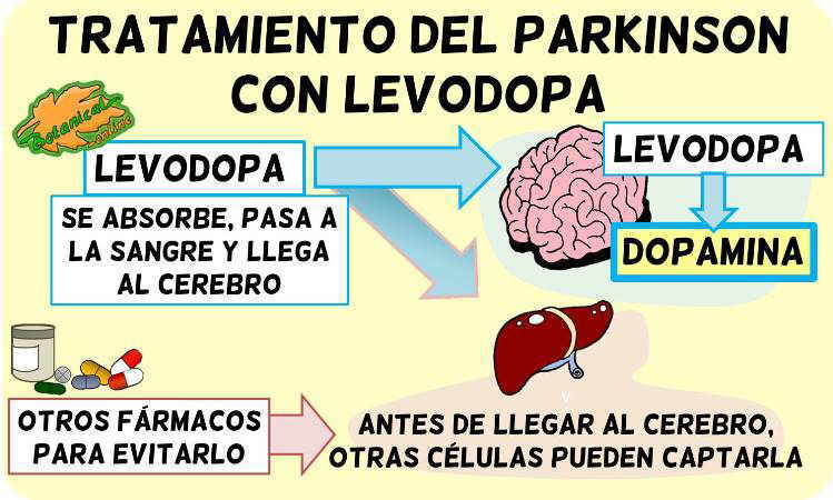 levodopa tratamiento parkinson metabolismo