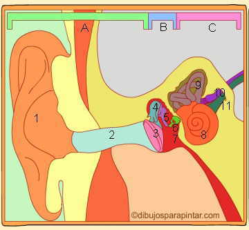 Dibujo de las partes del oido