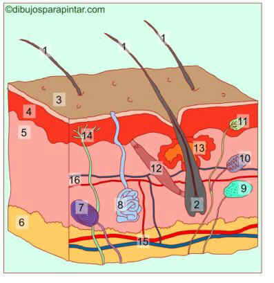 partes de la piel