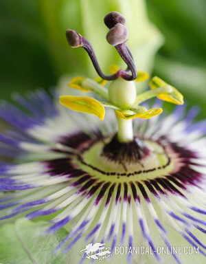 flor de la pasion pasionaria detalle