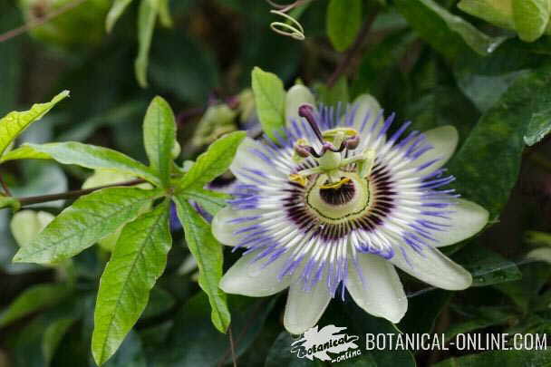 Características de la passiflora, flor de la pasión – Botanical-online