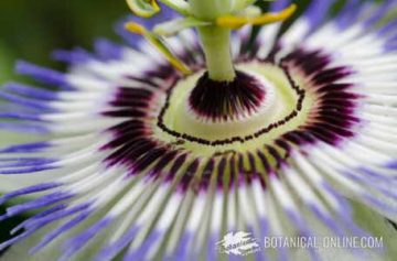 detalle flor de la pasion passionaria edulis