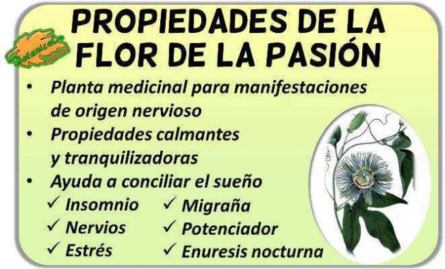 propiedades y beneficios de la flor de la pasion propiedades, planta medicinal