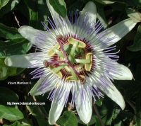 Flor de la pasion para la fibromialgia